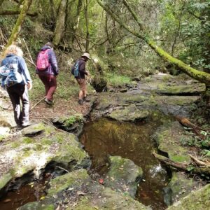 Guided Bushman Walk exploring lush biomes and cultural heritage in Wilderness, South Africa.