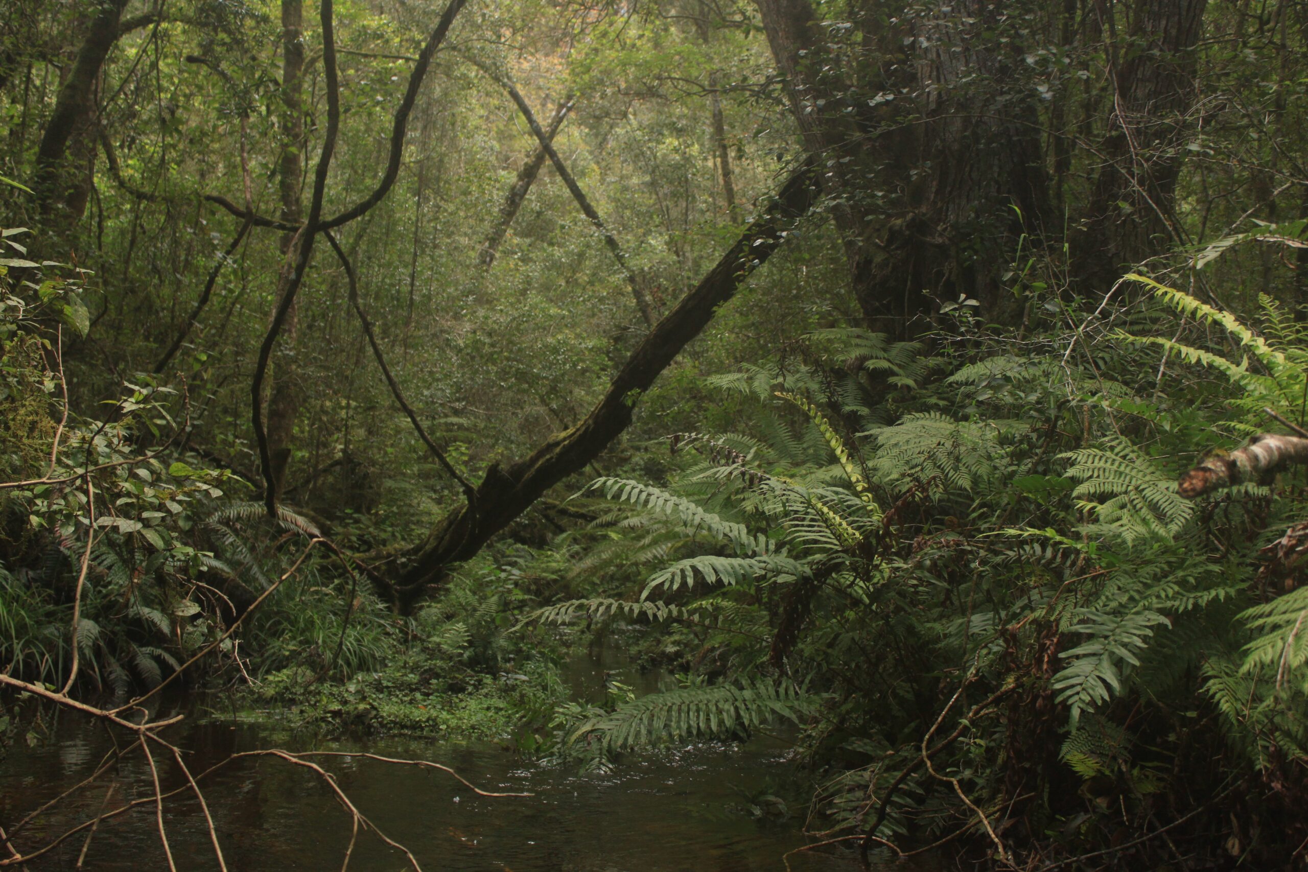 Personalized eco-tourism experiences in the Garden Route.